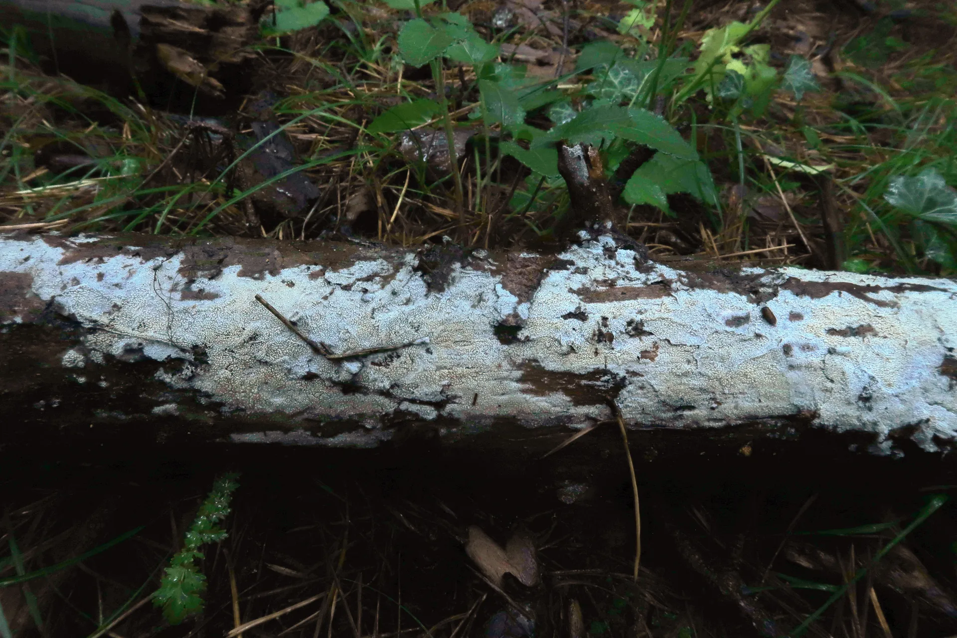 1 - IMG_7694